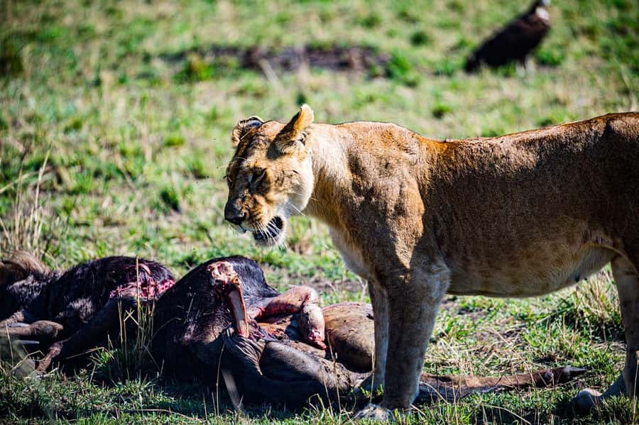 From Nairobi: Day Tour to Maasai Mara - Picnic lunch under a tree