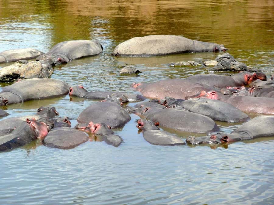 From Nairobi: Day Tour to Maasai Mara - The 4:00pm exit and long ride back