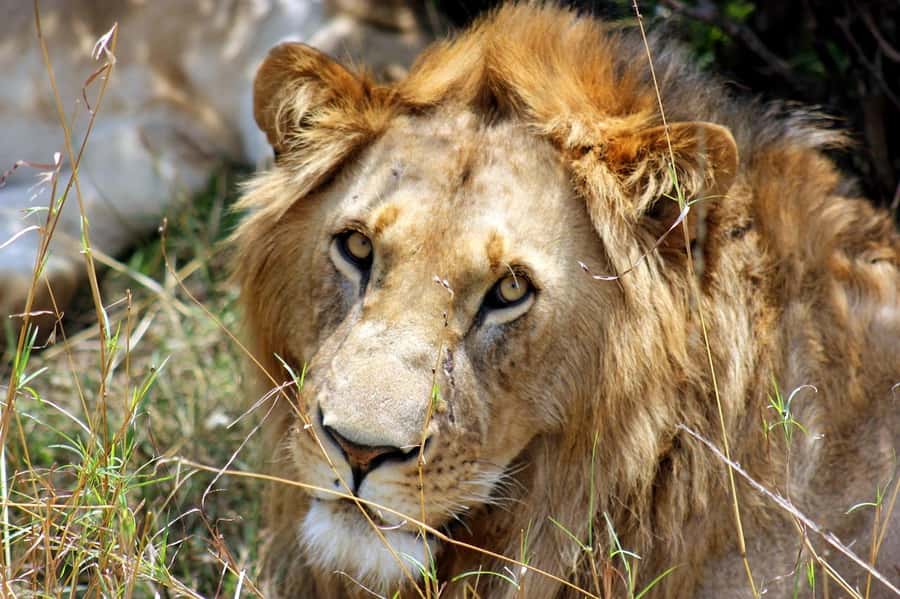 From Nairobi: Day Tour to Maasai Mara - Final call: book it for access, not comfort
