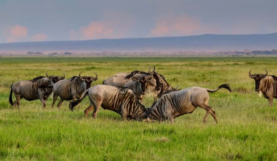 From Nairobi: Day Trip to Amboseli National Park - The early pickup and three-hour road journey
