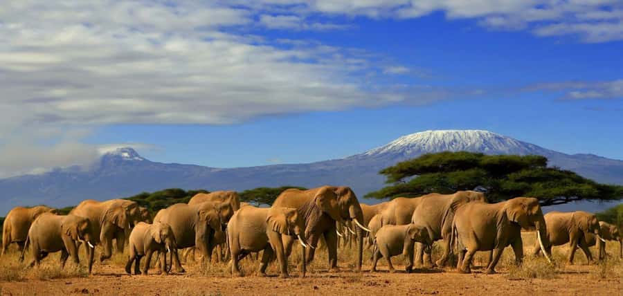 From Nairobi: Day Trip to Amboseli National Park - The midday game drive and what you might see