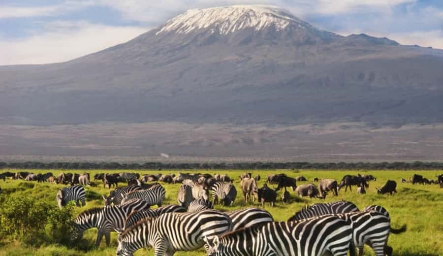 From Nairobi: Day Trip to Amboseli National Park - Mount Kilimanjaro, the view that depends on clouds