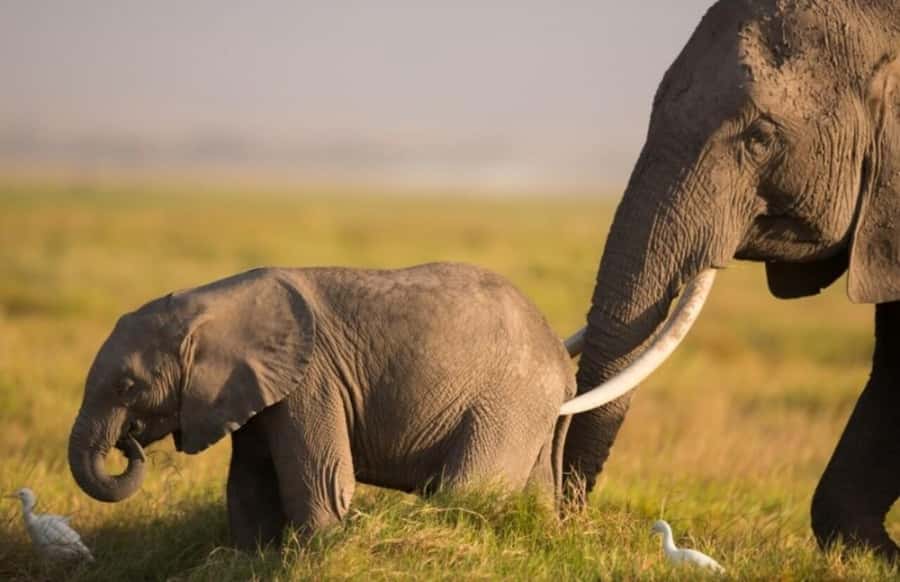 From Nairobi: Day Trip to Amboseli National Park - Guides named Denson, Tony, Castro, and Nathan