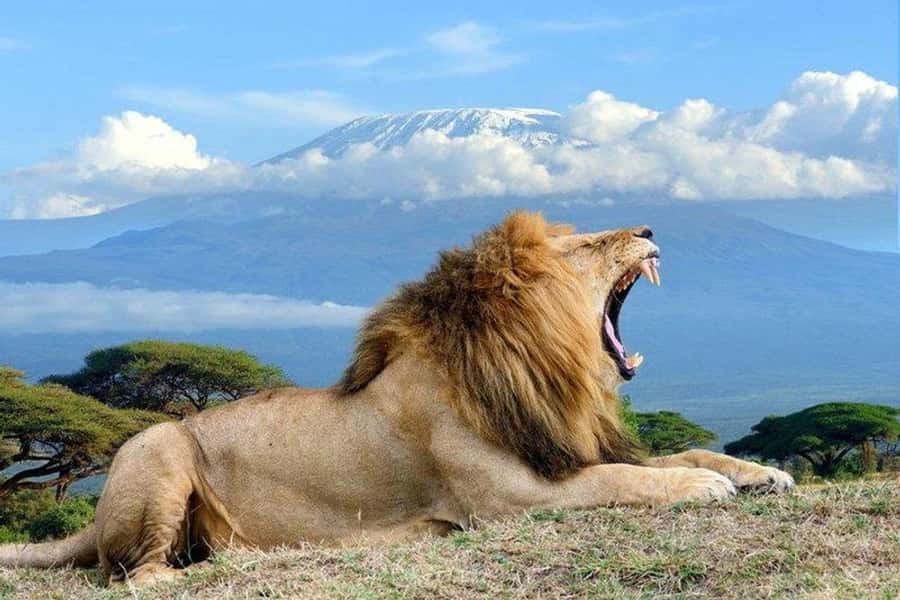 From Nairobi: Day Trip to Amboseli National Park - Is USD 422 fair value for one day?