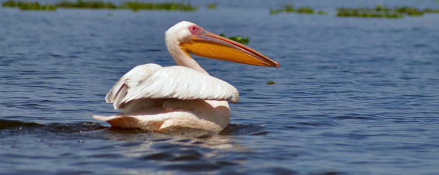 From Nairobi: Day Trip to Hells gate and Lake Naivasha - Key points to know before booking