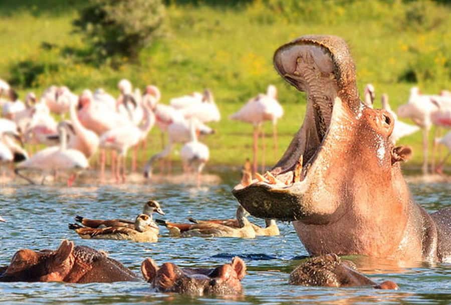From Nairobi: Day Trip to Hells gate and Lake Naivasha - Lunch break and the limits of a one-day schedule