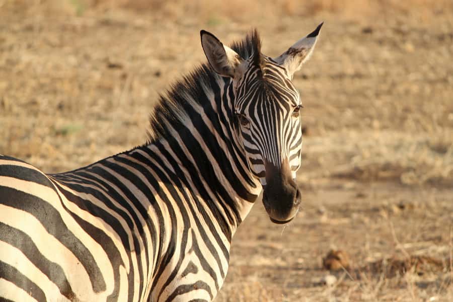 From Nairobi: Day Trip to Hells gate and Lake Naivasha - The real price, not just the headline price