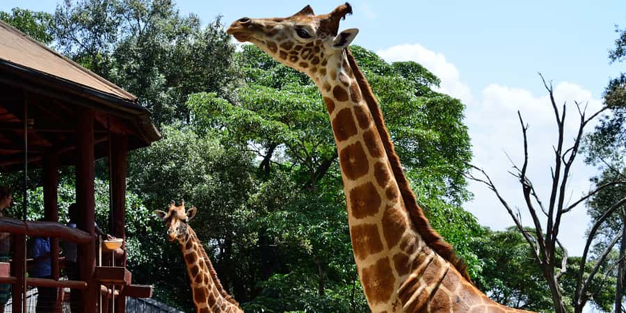 From Nairobi: Elephant Orphanage and Giraffe Center Day Trip - Why this Nairobi animal day works so well
