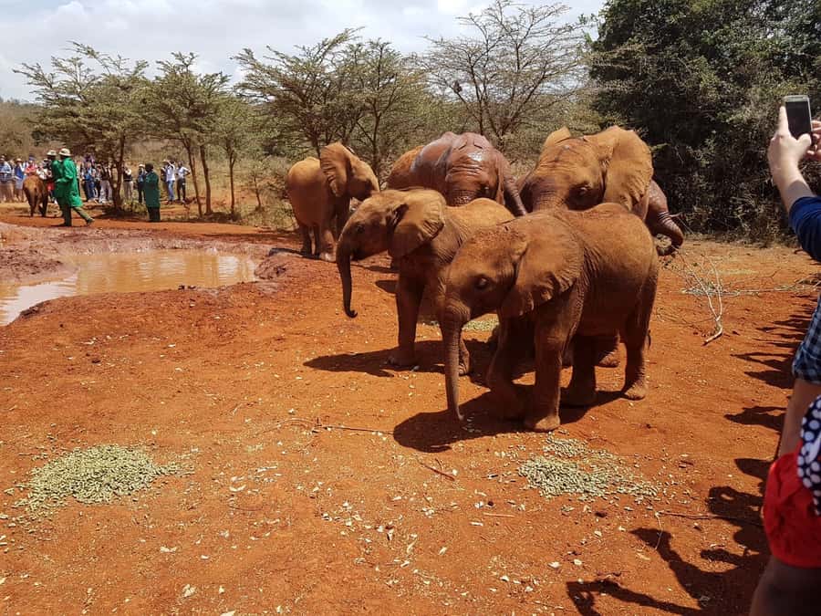 From Nairobi: Elephant Orphanage and Giraffe Center Day Trip - Seeing how Kobe Beads are made