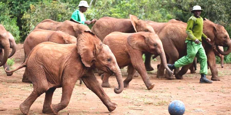 From Nairobi: Elephant Orphanage and Giraffe Center Day Trip - Starting with Rothschild giraffes at the Giraffe Centre