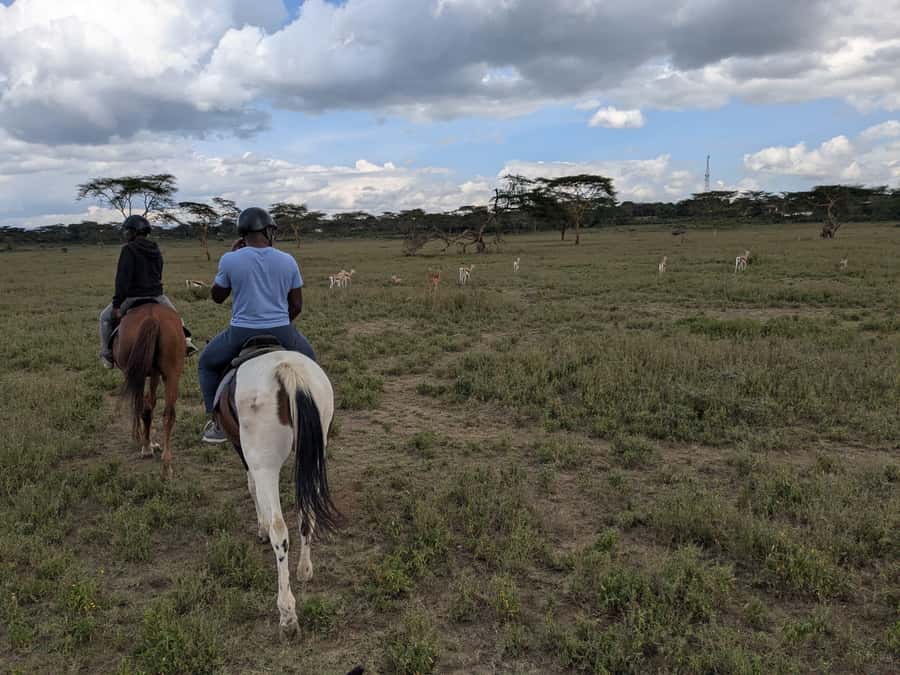 From Nairobi: Horseback Wildlife Safari with Transfer & Meal - Meeting your horse and guide