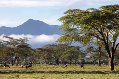 Horseback Wildlife Safari with Transfer & Meal