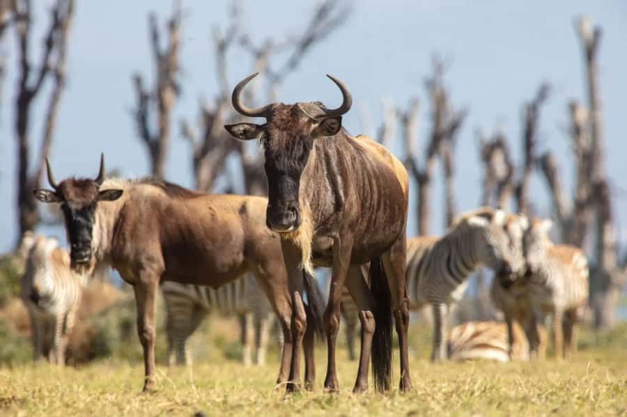 From Nairobi: Horseback Wildlife Safari with Transfer & Meal - Lunch at the conservancy restaurant