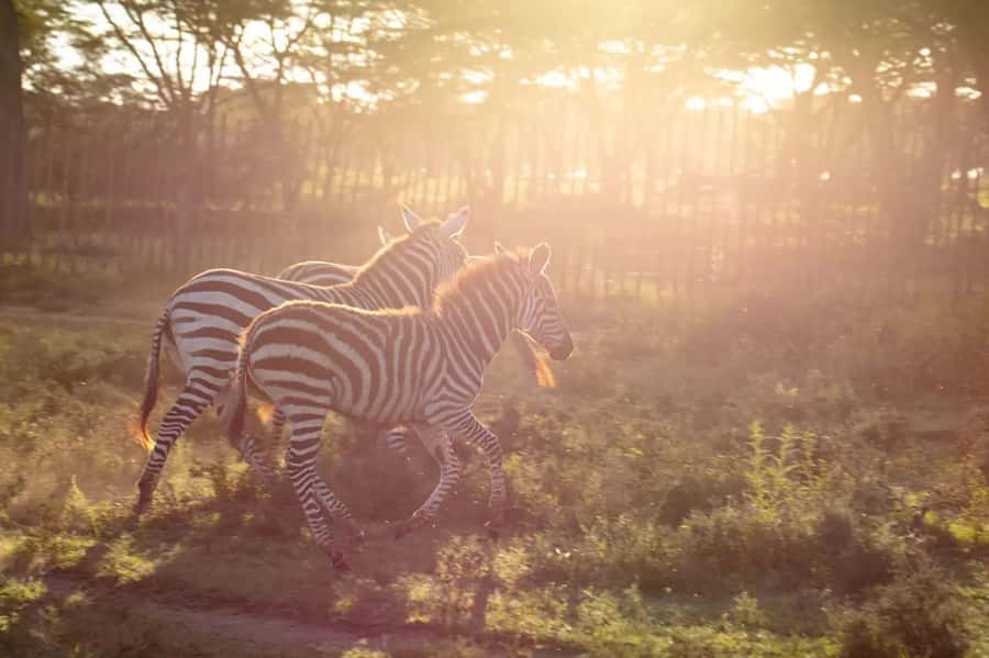 From Nairobi: Horseback Wildlife Safari with Transfer & Meal - Who should book this day trip