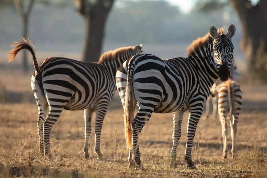 From Nairobi: Horseback Wildlife Safari with Transfer & Meal - My verdict on this Nairobi horseback safari