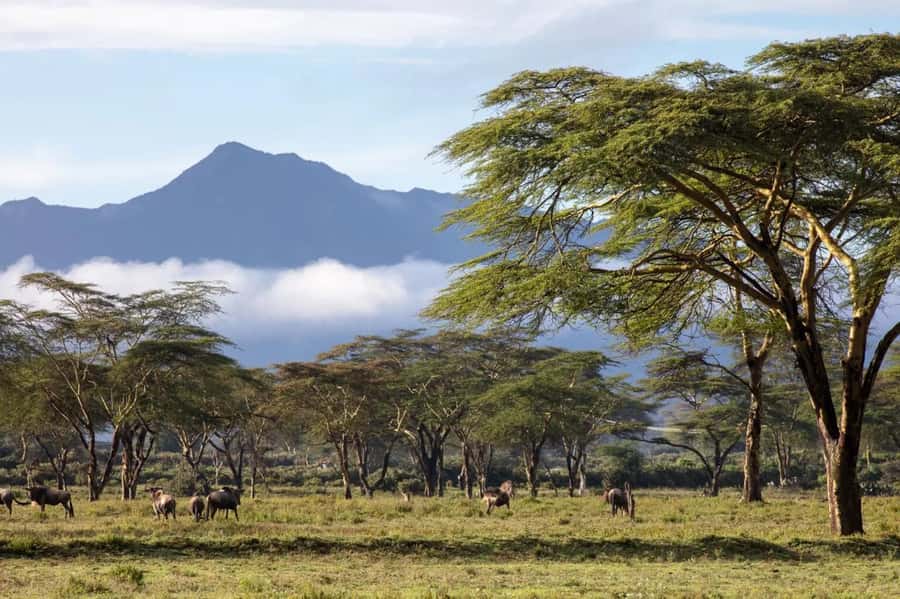 From Nairobi: Horseback Wildlife Safari with Transfer & Meal - Leaving Nairobi for Naivasha