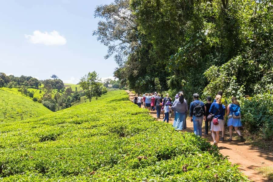 From Nairobi: Kiambethu Tea Farm Tour & Lunch - Leaving Nairobi at 9:30 am