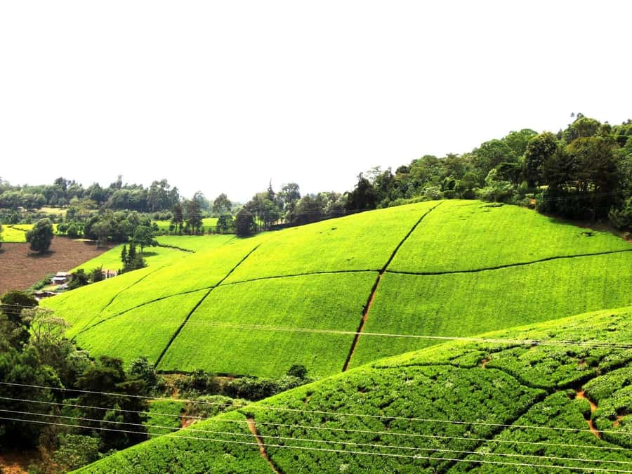 From Nairobi: Kiambethu Tea Farm Tour & Lunch - Walking the tea plantation and gardens