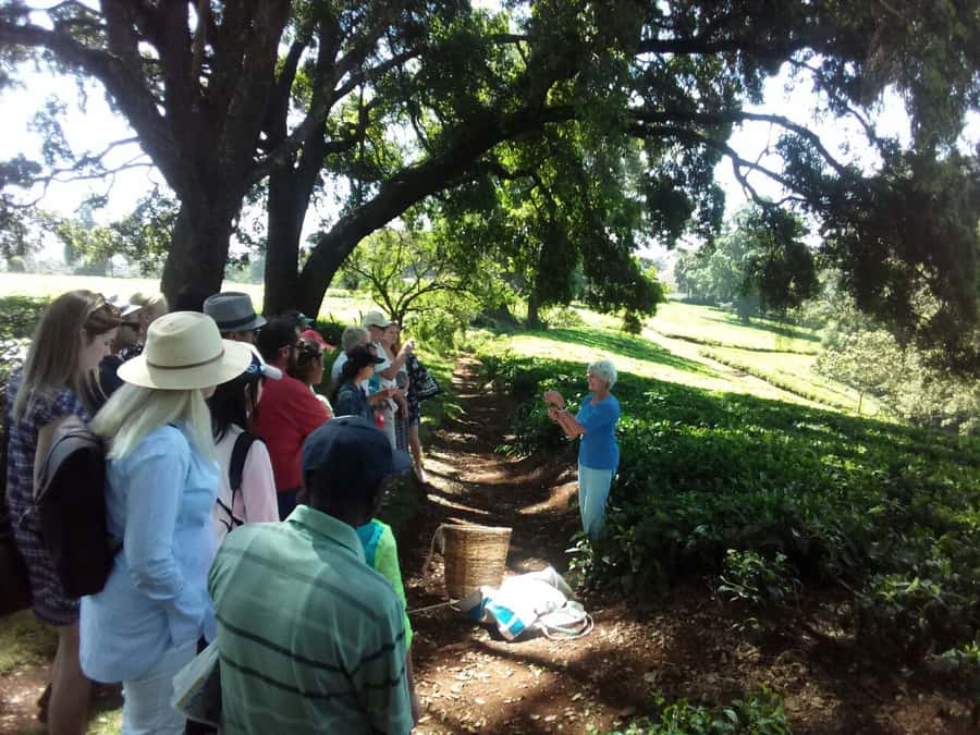 From Nairobi: Kiambethu Tea Farm Tour & Lunch - Timing, group size, and what to bring