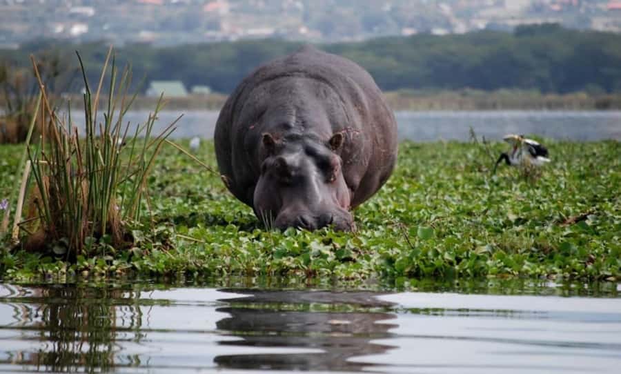 From Nairobi: Lake Naivasha and Hell's Gate Park Day Tour - From Nairobi to the Great Rift Valley Viewpoint