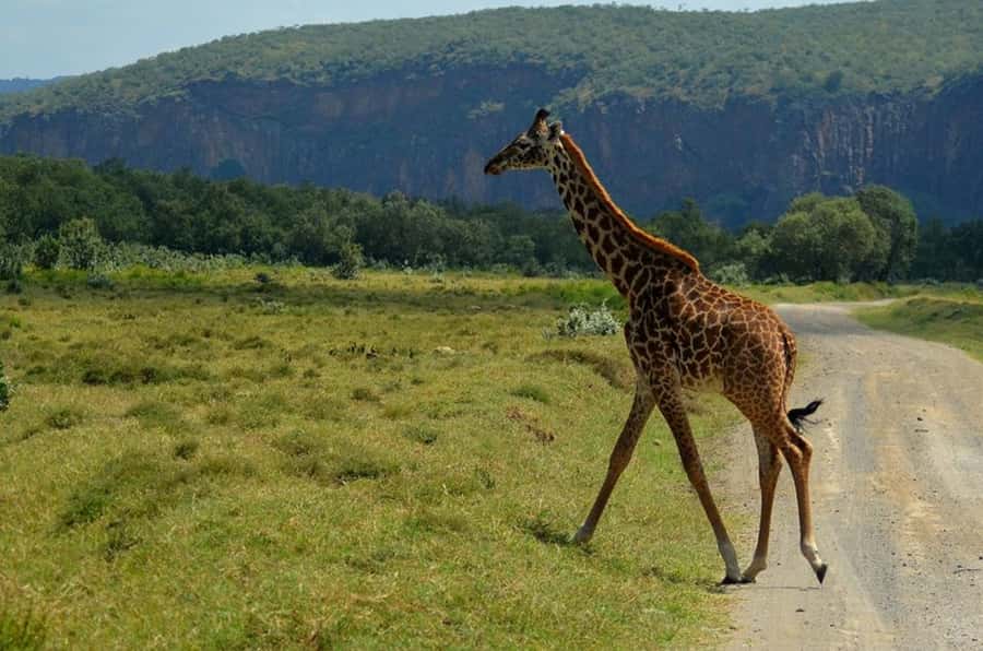 From Nairobi: Lake Naivasha and Hell's Gate Park Day Tour - Walking beneath the gorges