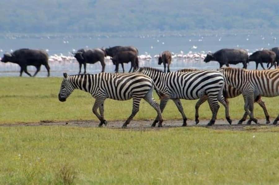 From Nairobi: Lake Nakuru National Park Full-Day Tour - Four hours among Lake Nakuru’s rhinos and wildlife