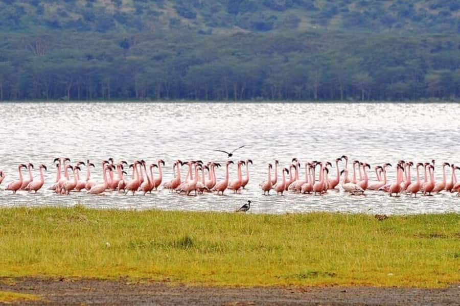 From Nairobi: Lake Nakuru National Park Full-Day Tour - Flamingos and more than 400 bird species
