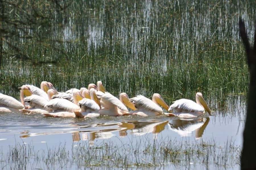 From Nairobi: Lake Nakuru National Park Full-Day Tour - Is $155 a fair price?