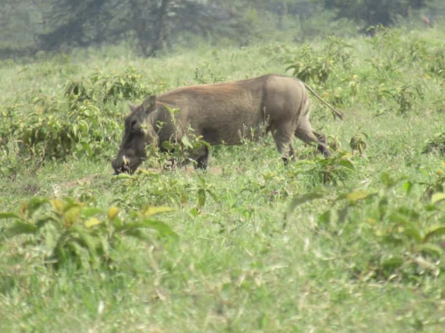 From Nairobi: Lake Nakuru National Park Full-Day Tour - What to bring for the eight-hour day