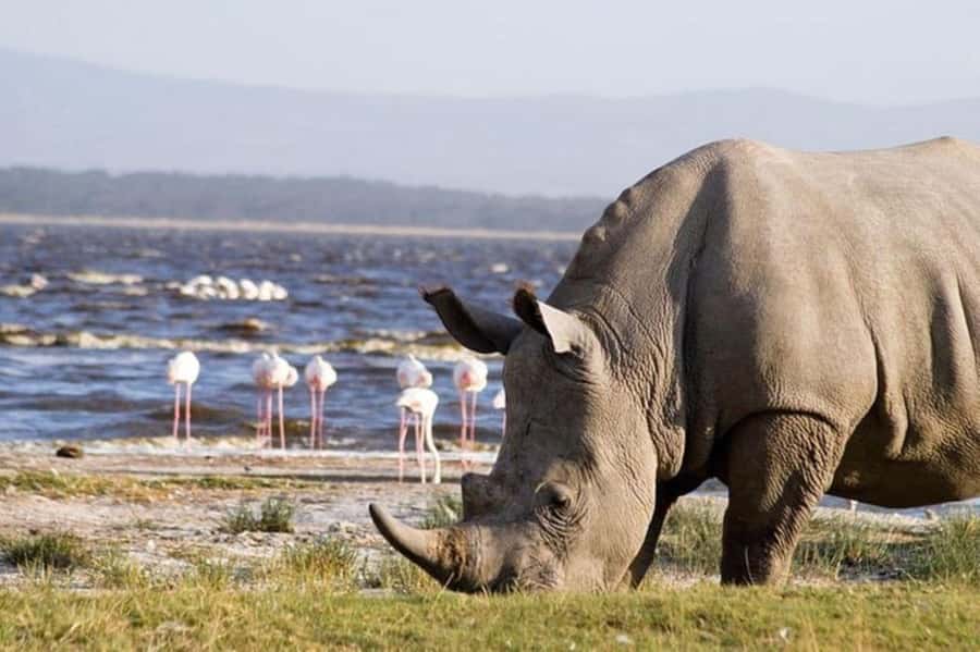 From Nairobi: Lake Nakuru National Park Full-Day Tour - The road from Nairobi to the Great Rift Valley viewpoint