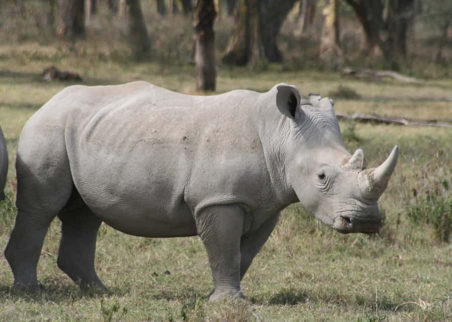From Nairobi: Lakes Nakuru & Naivasha National Park Day Tour - Key points to know before booking