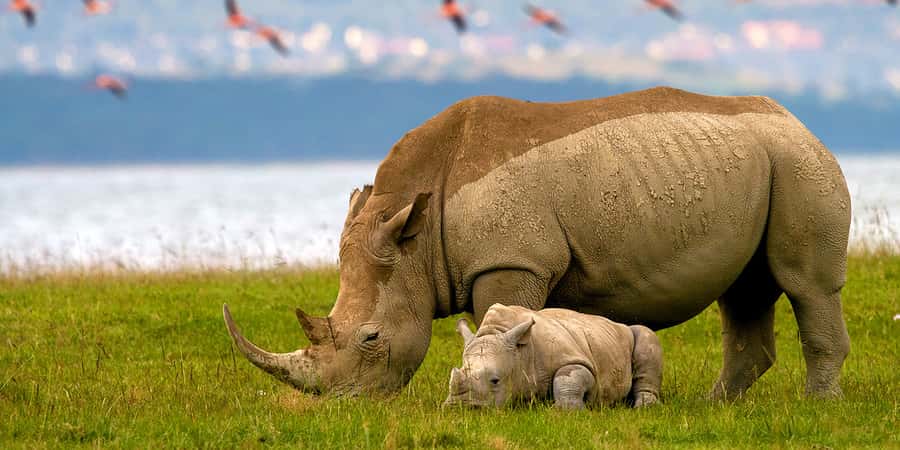 From Nairobi: Lakes Nakuru & Naivasha National Park Day Tour - Lake Naivasha offers a quieter second act
