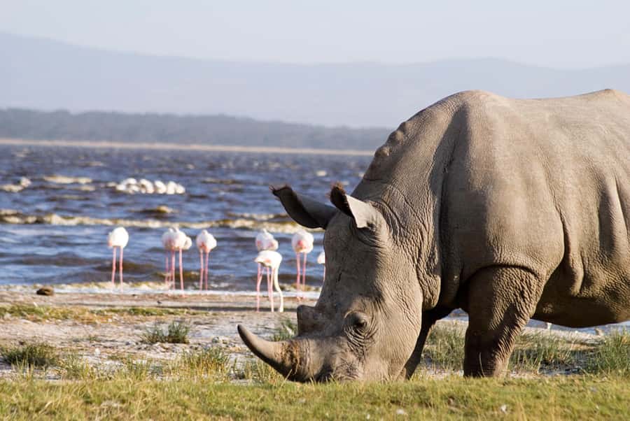 From Nairobi: Lakes Nakuru & Naivasha National Park Day Tour - Booking details that affect your decision
