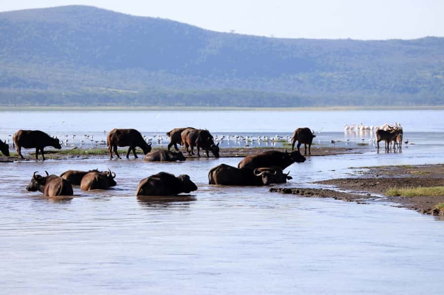 From Nairobi: Lakes Nakuru & Naivasha National Park Day Tour - FAQ