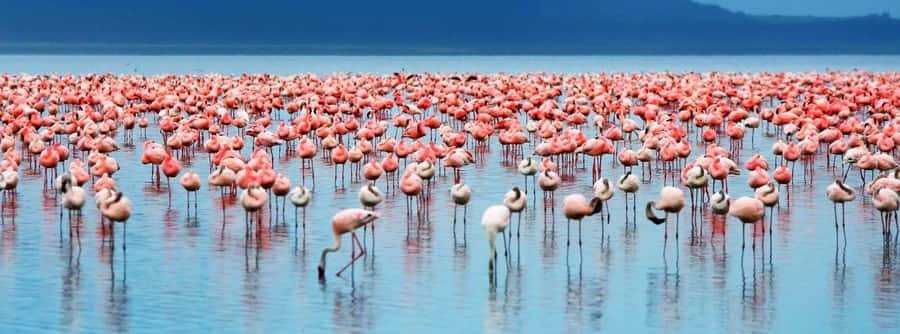 From Nairobi: Lakes Nakuru & Naivasha National Park Day Tour - What the private guide adds to the game drive