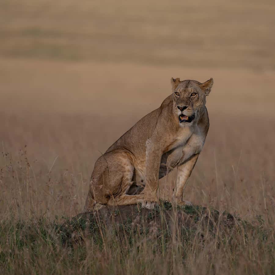 From Nairobi: Maasai Mara 1-Day Safari: AW, Lunch & Pickup - What this one-day Maasai Mara safari really involves
