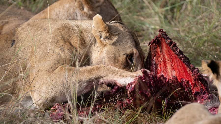 From Nairobi: Maasai Mara 1-Day Safari: AW, Lunch & Pickup - The afternoon drive and the decision to leave early