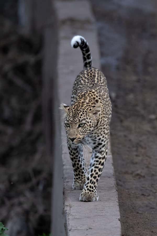 From Nairobi: Maasai Mara 1-Day Safari: AW, Lunch & Pickup - The optional Maasai village visit