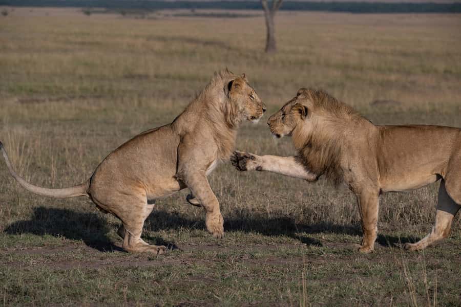 From Nairobi: Maasai Mara 1-Day Safari: AW, Lunch & Pickup - Guide quality and group size