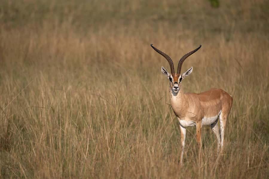 From Nairobi: Maasai Mara 1-Day Safari: AW, Lunch & Pickup - Is the $180 price good value?
