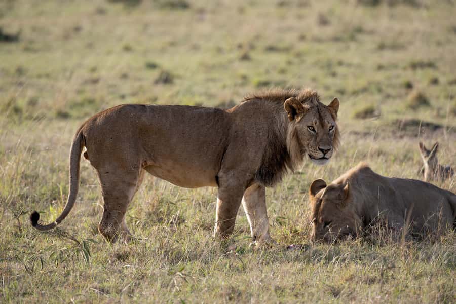 From Nairobi: Maasai Mara 1-Day Safari: AW, Lunch & Pickup - Who should book this safari?