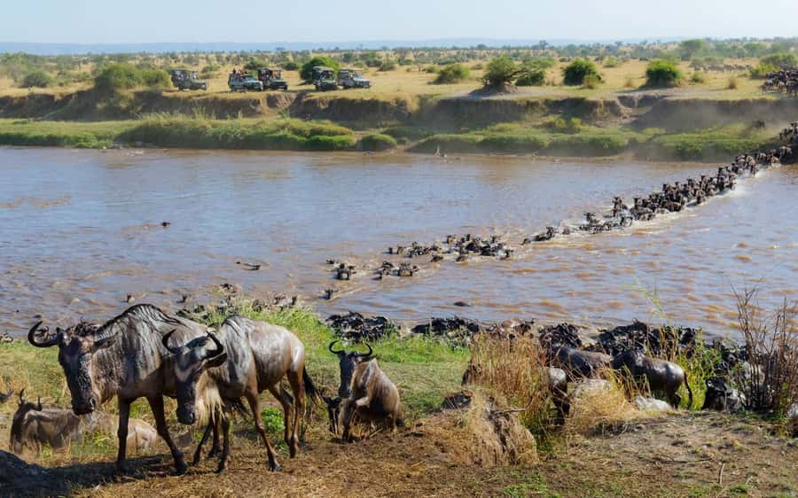 From Nairobi: Maasai Mara 3Day Budget Safari Holiday on Jeep - What the $345 safari really costs