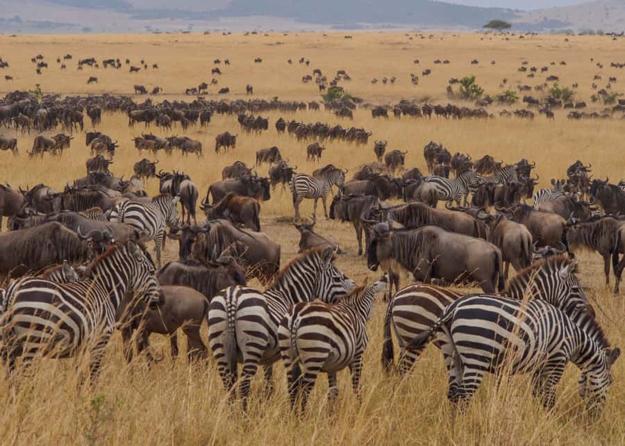 From Nairobi: Maasai Mara 3Day Budget Safari Holiday on Jeep - Booking details worth confirming