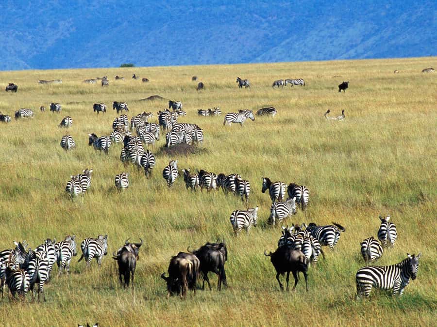 From Nairobi: Maasai Mara 3Day Budget Safari Holiday on Jeep - Leaving Nairobi for the Great Rift Valley