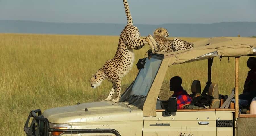 From Nairobi: Masai Mara 3-day Camping Safari by Jeep - First afternoon among Masai Mara wildlife