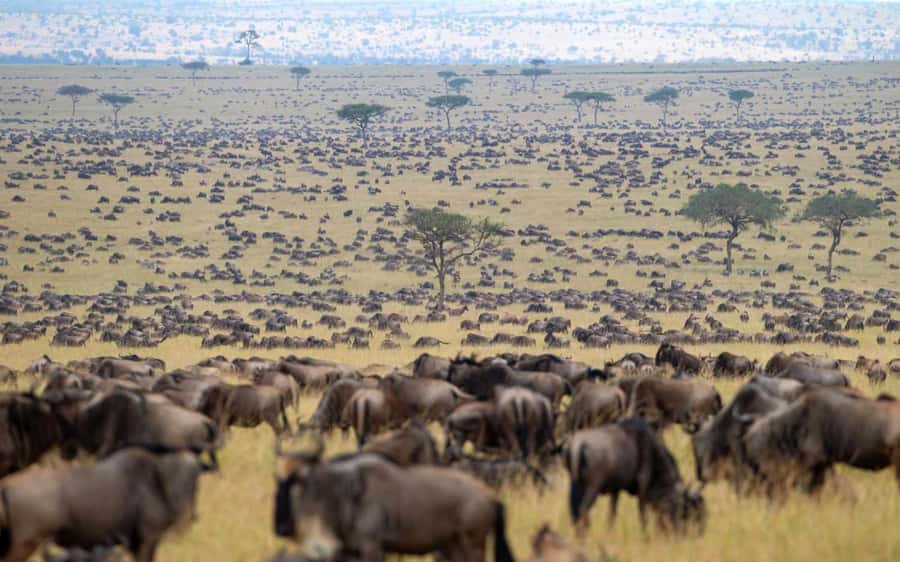 From Nairobi: Masai Mara 3-day Camping Safari by Jeep - Returning to Nairobi on day three