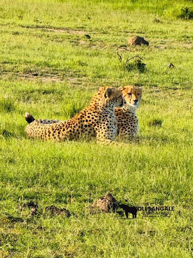 From Nairobi to Masai Mara Reserve & Village visit Day trip - Key points at a glance