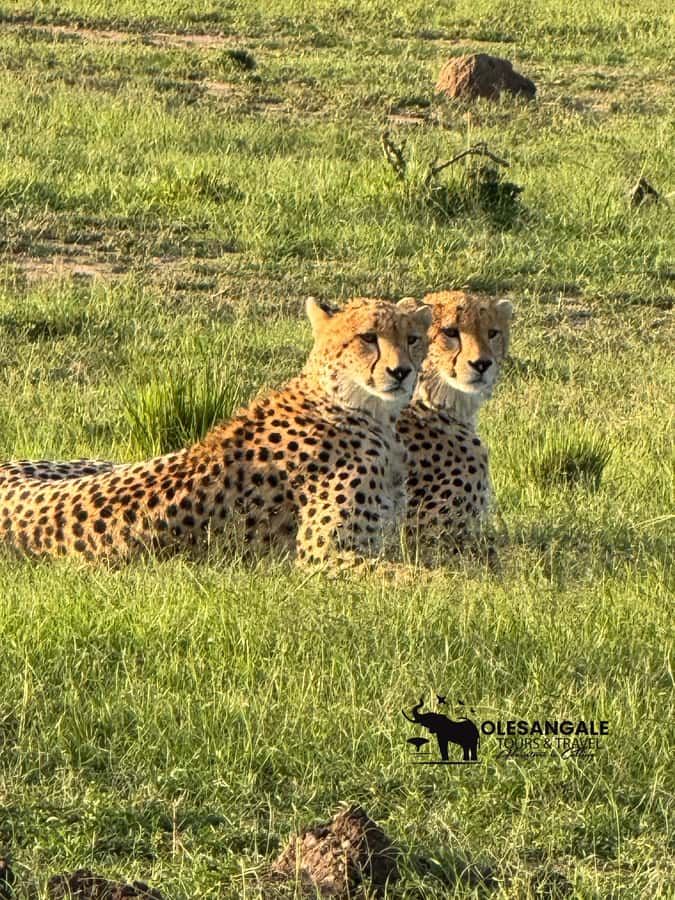 From Nairobi to Masai Mara Reserve & Village visit Day trip - Four hours among the Mara wildlife