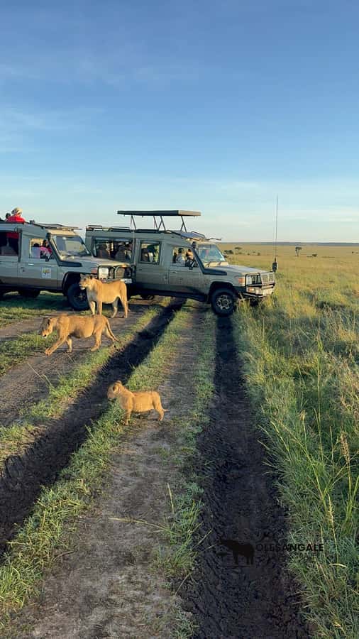 From Nairobi to Masai Mara Reserve & Village visit Day trip - The Great Migration and seasonal reality