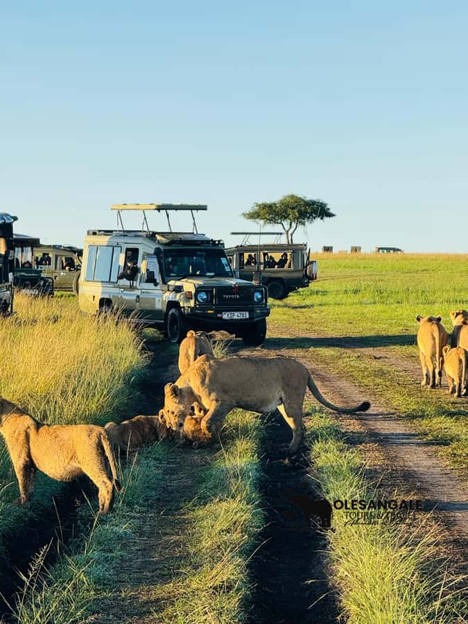 From Nairobi to Masai Mara Reserve & Village visit Day trip - Picnic lunch, with one important catch